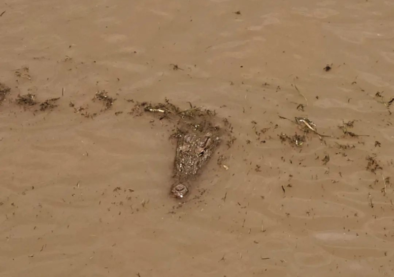 Crocodile being spotted in Sultanganj...